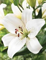 Cut Flowers