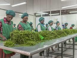 French Beans Processing