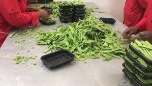 Snow Peas Packing