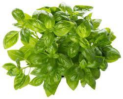 Fresh Herbs